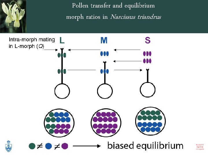 Pollen transfer and equilibrium morph ratios in Narcissus triandrus 