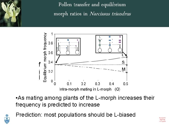 Pollen transfer and equilibrium morph ratios in Narcissus triandrus rf i il • As