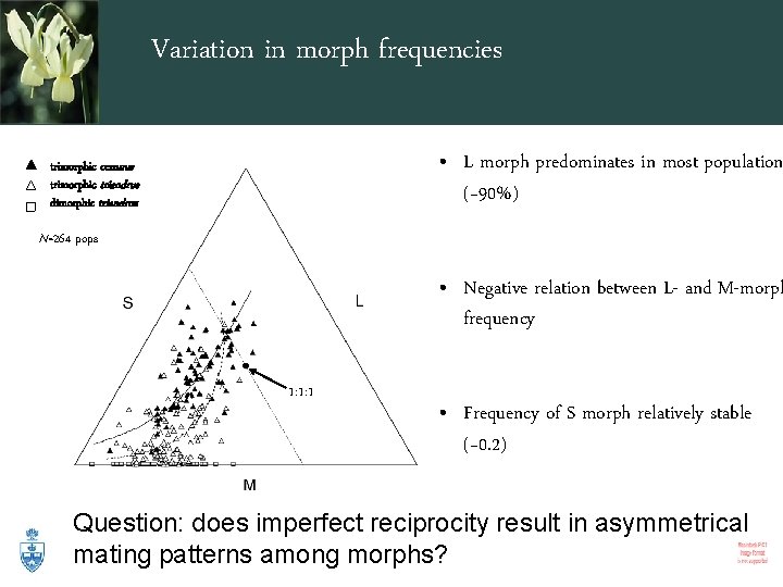 Variation in morph frequencies • L morph predominates in most population (~90%) trimorphic cernuus