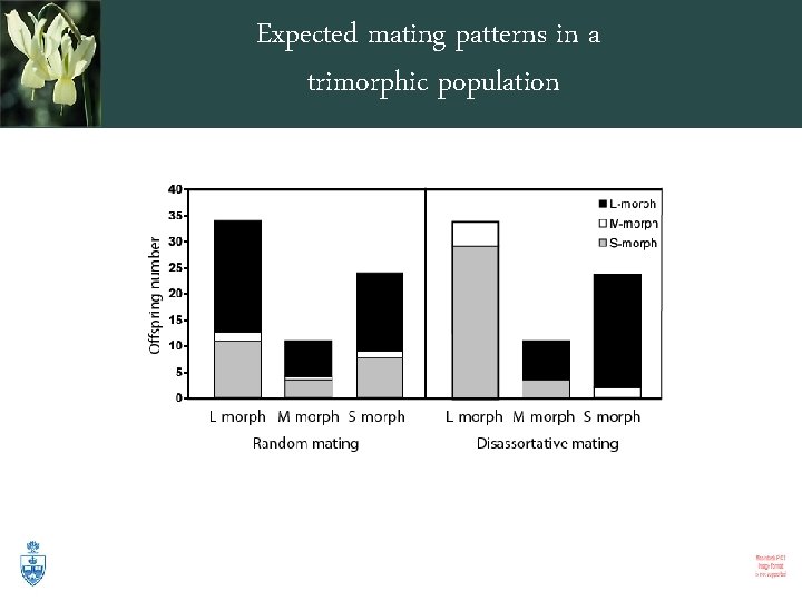 Expected mating patterns in a trimorphic population 