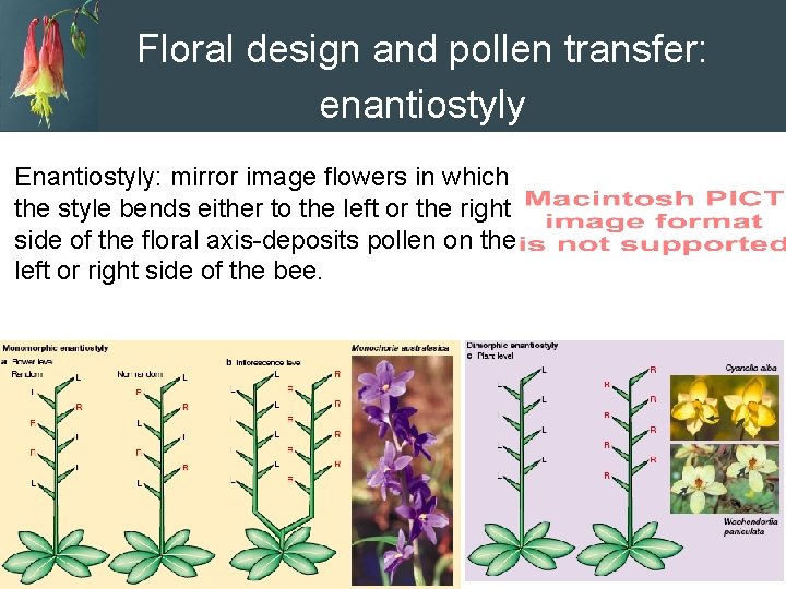 Floral design and pollen transfer: enantiostyly Enantiostyly: mirror image flowers in which the style