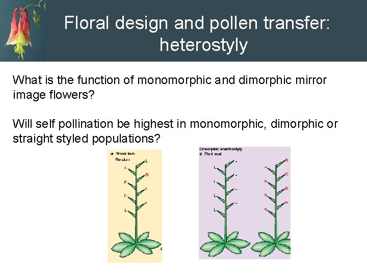 Floral design and pollen transfer: heterostyly What is the function of monomorphic and dimorphic