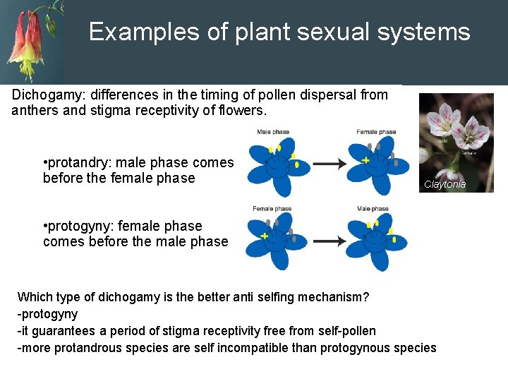 Examples of plant sexual systems Dichogamy: differences in the timing of pollen dispersal from
