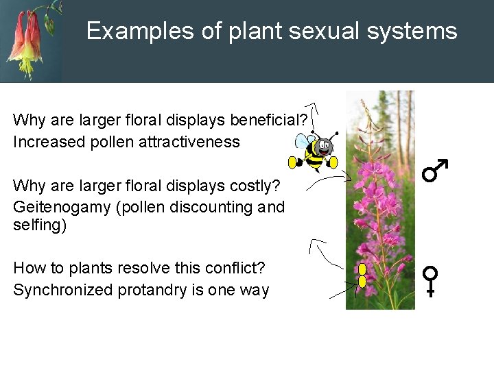 Examples of plant sexual systems Why are larger floral displays beneficial? Increased pollen attractiveness