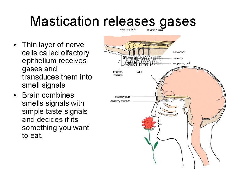 Mastication releases gases • Thin layer of nerve cells called olfactory epithelium receives gases