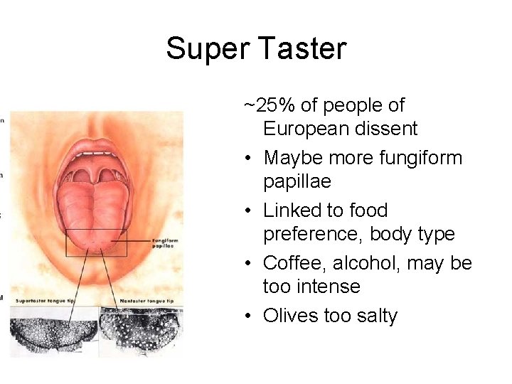Super Taster ~25% of people of European dissent • Maybe more fungiform papillae •
