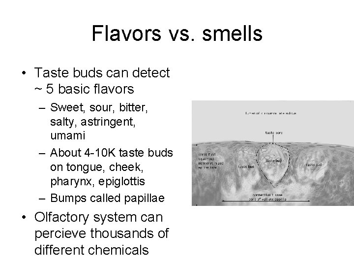 Flavors vs. smells • Taste buds can detect ~ 5 basic flavors – Sweet,