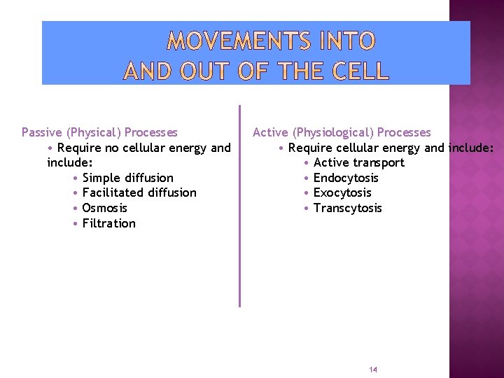 Passive (Physical) Processes • Require no cellular energy and include: • Simple diffusion •