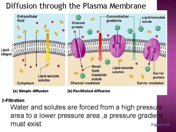 Diffusion through the Plasma Membrane 2 -Filtration Water and solutes are forced from a