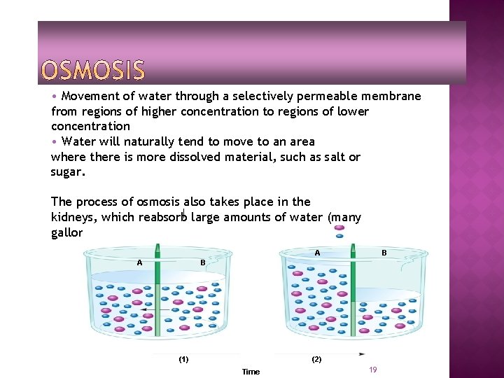  • Movement of water through a selectively permeable membrane from regions of higher