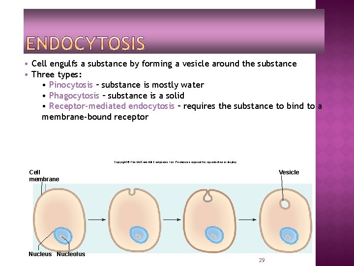  • Cell engulfs a substance by forming a vesicle around the substance •