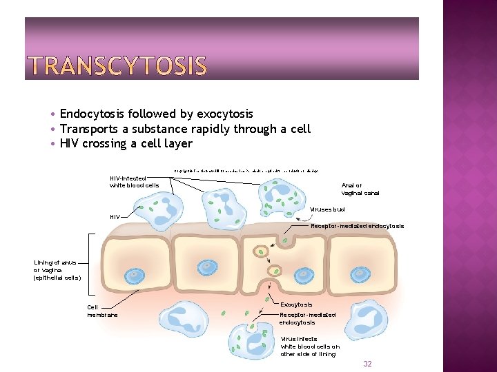  • Endocytosis followed by exocytosis • Transports a substance rapidly through a cell