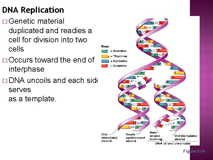 DNA Replication � Genetic material duplicated and readies a cell for division into two