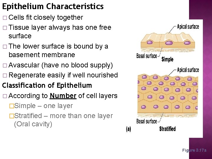 Epithelium Characteristics � Cells fit closely together � Tissue layer always has one free