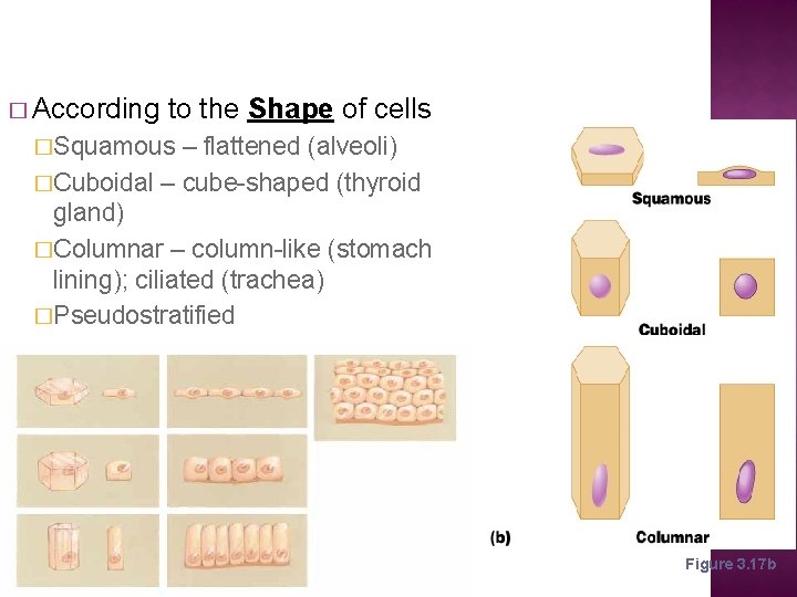 � According to the Shape of cells �Squamous – flattened (alveoli) �Cuboidal – cube-shaped