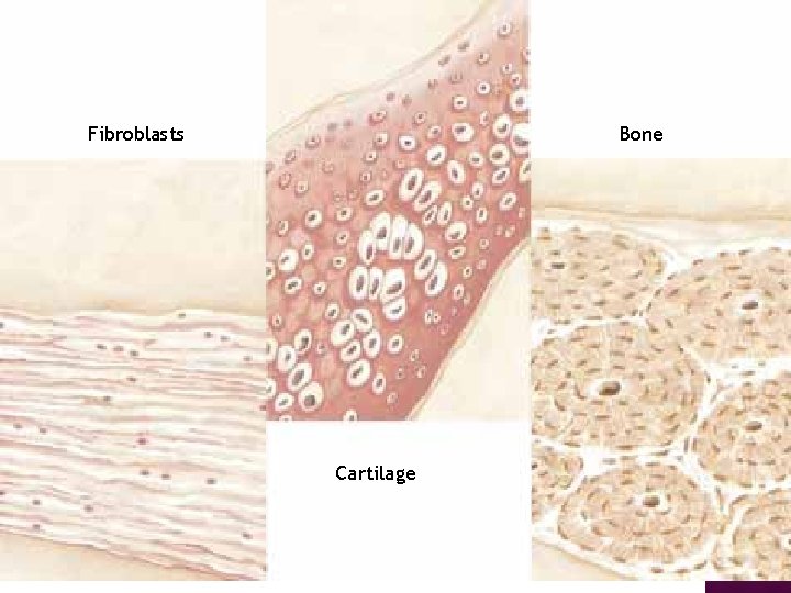 Fibroblasts Bone Cartilage 