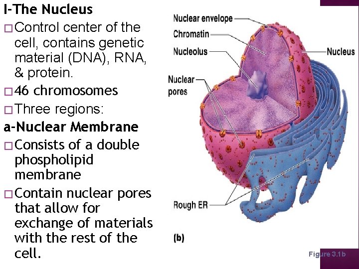 I-The Nucleus � Control center of the cell, contains genetic material (DNA), RNA, &