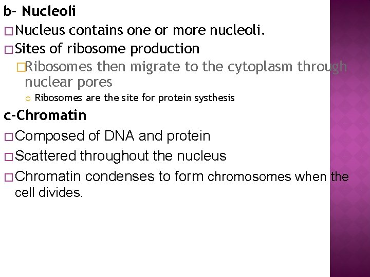 b- Nucleoli � Nucleus contains one or more nucleoli. � Sites of ribosome production