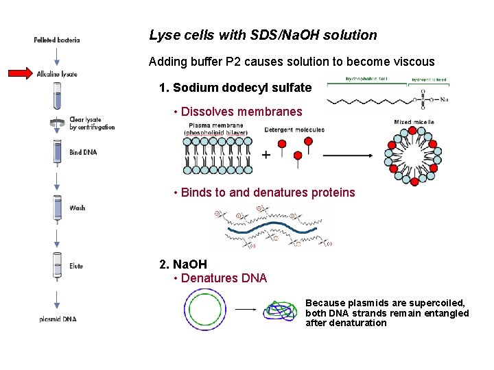 Lyse cells with SDS/Na. OH solution Adding buffer P 2 causes solution to become