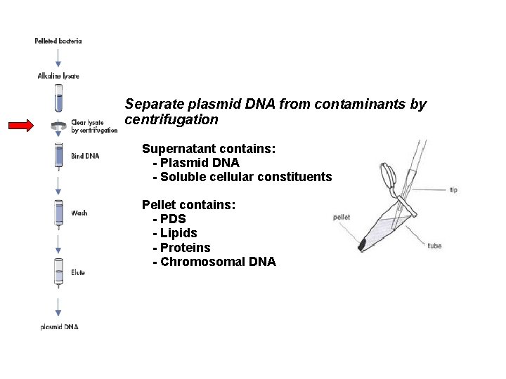 Separate plasmid DNA from contaminants by centrifugation Supernatant contains: - Plasmid DNA - Soluble