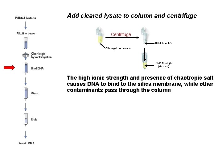 Add cleared lysate to column and centrifuge Centrifuge Nucleic acids Silica-gel membrane Flow through
