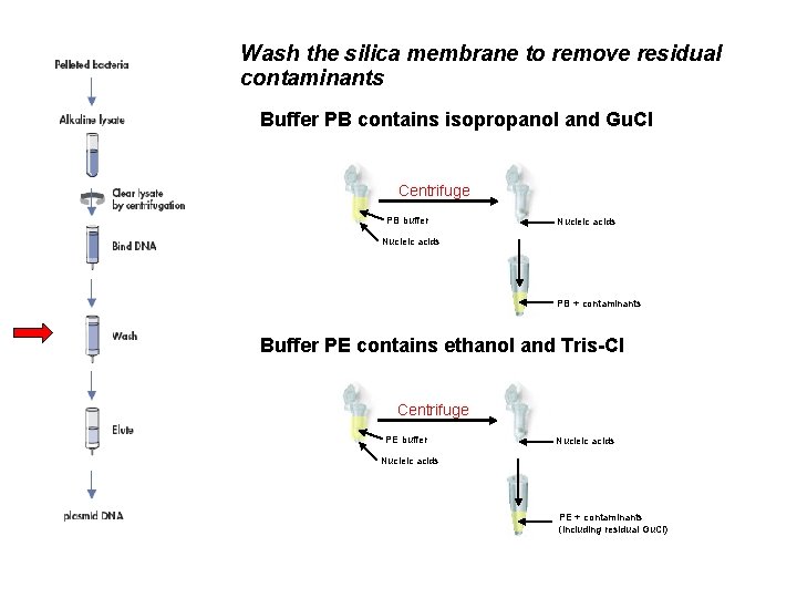 Wash the silica membrane to remove residual contaminants Buffer PB contains isopropanol and Gu.