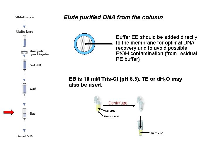 Elute purified DNA from the column Buffer EB should be added directly to the