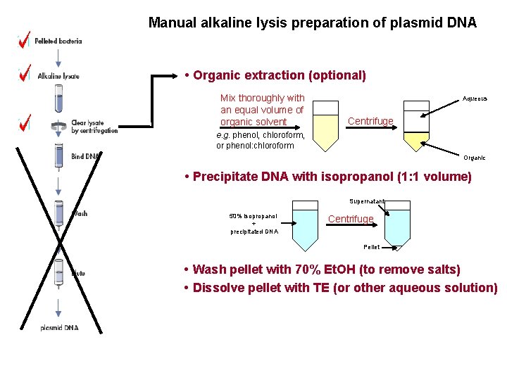 Manual alkaline lysis preparation of plasmid DNA • Organic extraction (optional) Mix thoroughly with