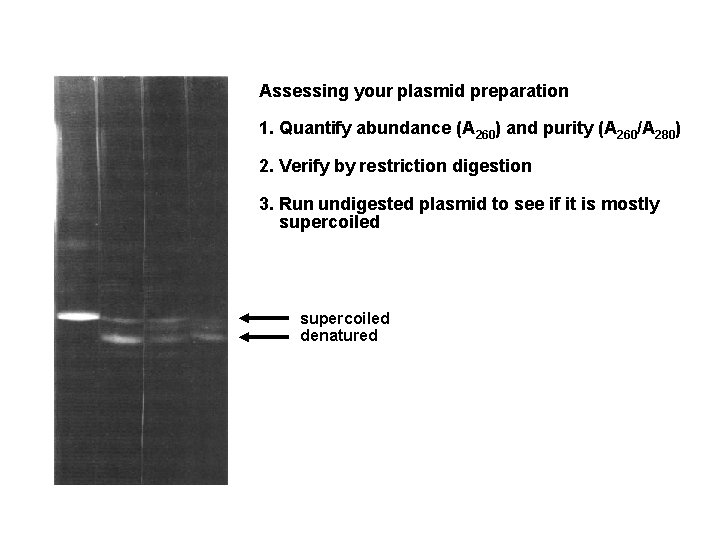 Assessing your plasmid preparation 1. Quantify abundance (A 260) and purity (A 260/A 280)