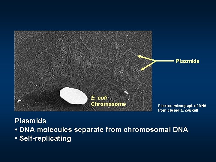 Plasmids E. coli Chromosome Electron micrograph of DNA from a lysed E. coli cell