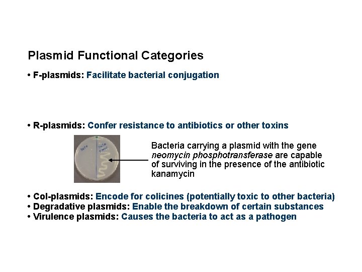 Plasmid Functional Categories • F-plasmids: Facilitate bacterial conjugation • R-plasmids: Confer resistance to antibiotics