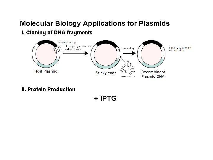 Molecular Biology Applications for Plasmids I. Cloning of DNA fragments II. Protein Production +