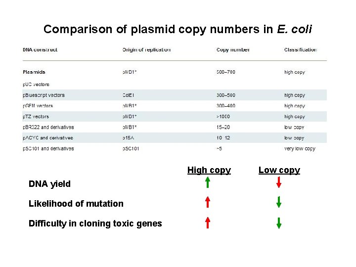 Comparison of plasmid copy numbers in E. coli High copy DNA yield Likelihood of