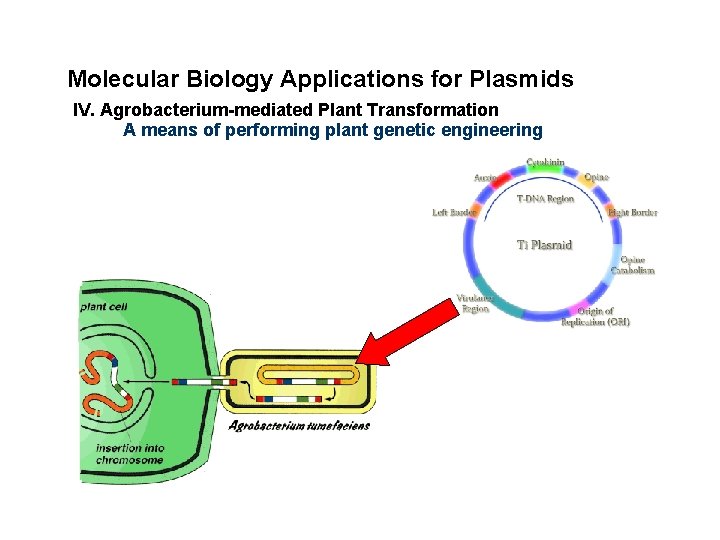 Molecular Biology Applications for Plasmids IV. Agrobacterium-mediated Plant Transformation A means of performing plant
