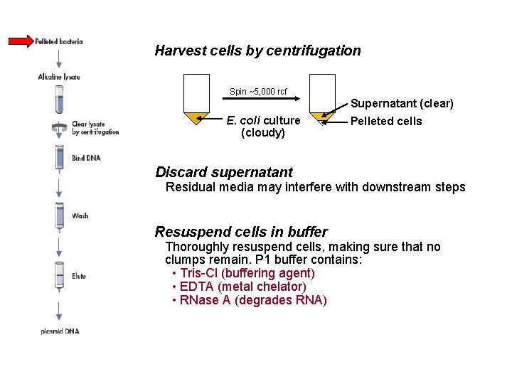 Harvest cells by centrifugation Spin ~5, 000 rcf Supernatant (clear) E. coli culture (cloudy)