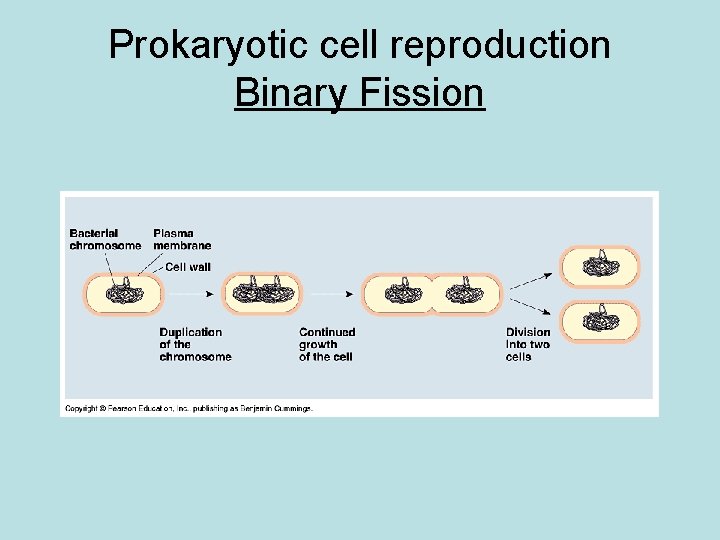 Prokaryotic cell reproduction Binary Fission 