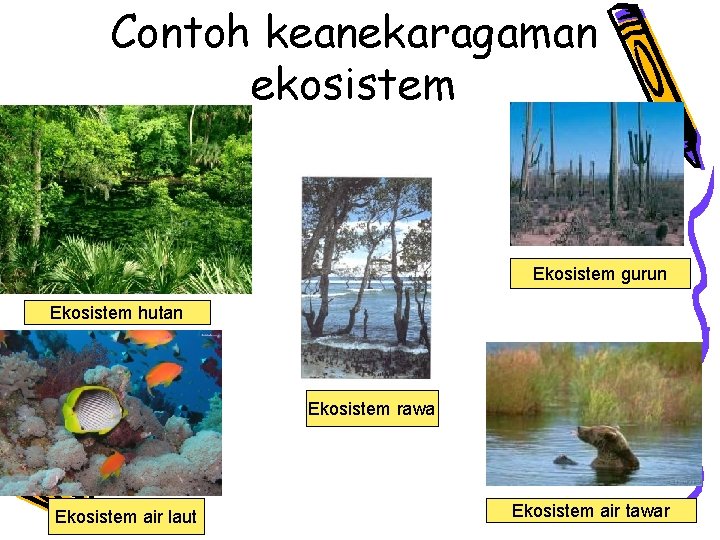 Contoh keanekaragaman ekosistem Ekosistem gurun Ekosistem hutan Ekosistem rawa Ekosistem air laut Ekosistem air