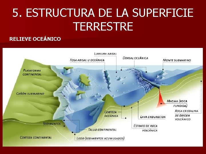5. ESTRUCTURA DE LA SUPERFICIE TERRESTRE RELIEVE OCEÁNICO 