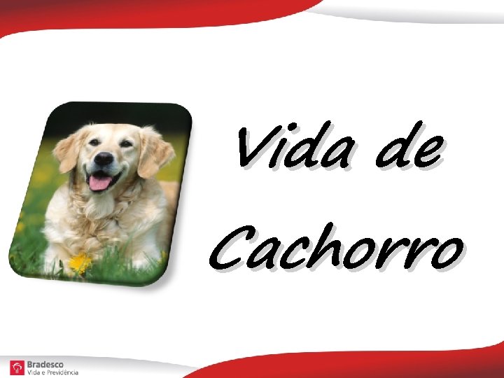 Vida de Cachorro 