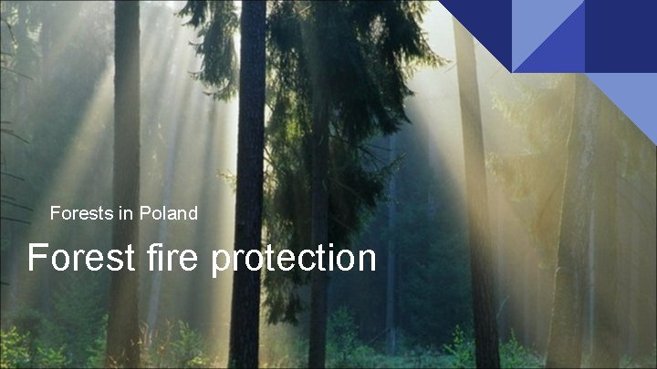Forests in Poland Forest fire protection 