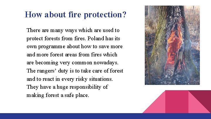 How about fire protection? There are many ways which are used to protect forests
