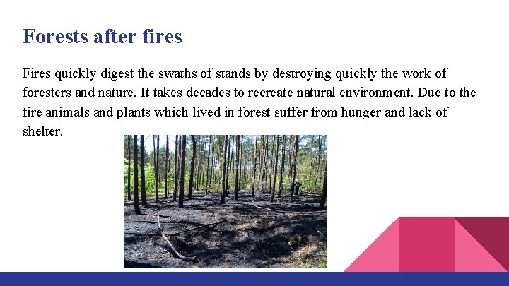Forests after fires Fires quickly digest the swaths of stands by destroying quickly the
