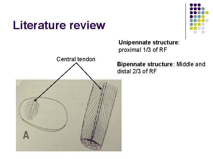 Literature review Unipennate structure: proximal 1/3 of RF Central tendon Bipennate structure: Middle and