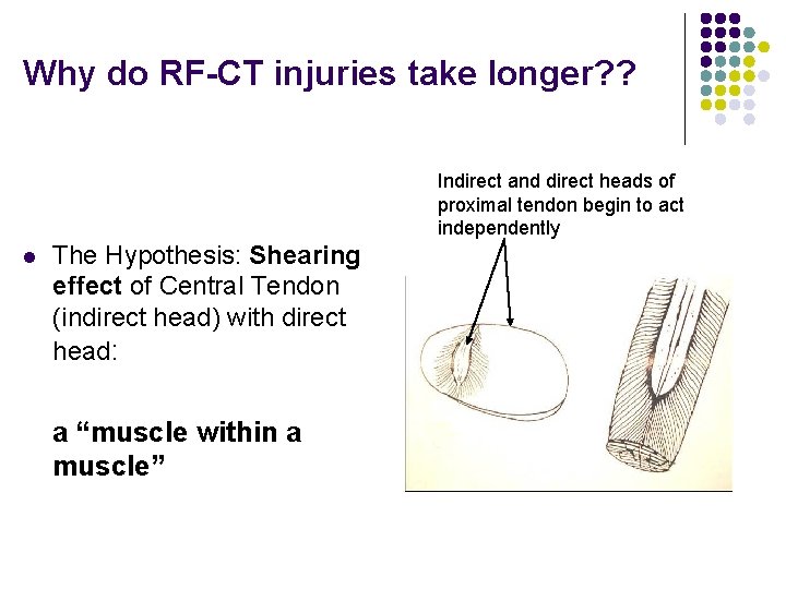 Why do RF-CT injuries take longer? ? Indirect and direct heads of proximal tendon