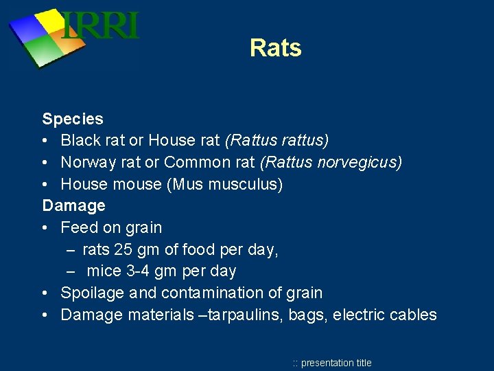 Rats Species • Black rat or House rat (Rattus rattus) • Norway rat or Rats Species • Black rat or House rat (Rattus rattus) • Norway rat or