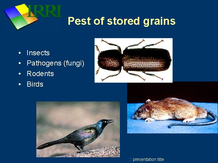 Pest of stored grains • • Insects Pathogens (fungi) Rodents Birds : : presentation Pest of stored grains • • Insects Pathogens (fungi) Rodents Birds : : presentation