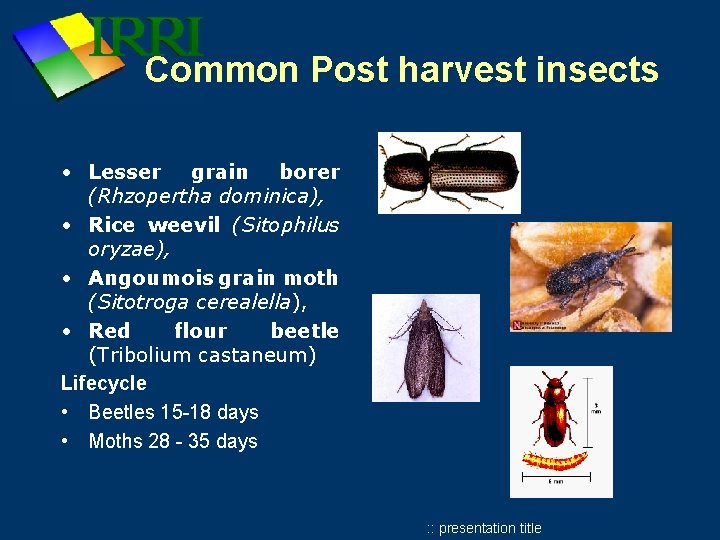 Common Post harvest insects • Lesser grain borer (Rhzopertha dominica), • Rice weevil (Sitophilus Common Post harvest insects • Lesser grain borer (Rhzopertha dominica), • Rice weevil (Sitophilus