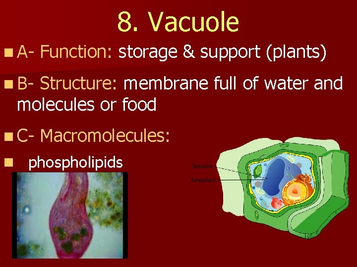 8. Vacuole n A- Function: storage & support (plants) n B- Structure: membrane full