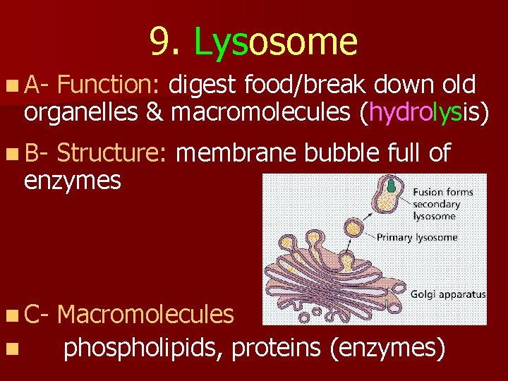 9. Lysosome n A- Function: digest food/break down old organelles & macromolecules (hydrolysis) n