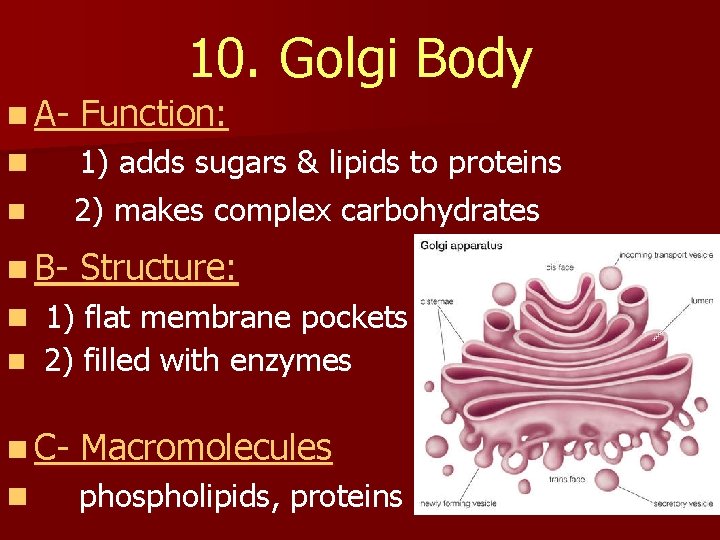 10. Golgi Body n A- Function: n n 1) adds sugars & lipids to